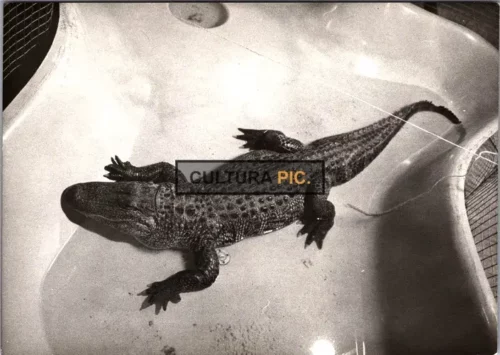 Vintage Original B&W Photo, American Alligator