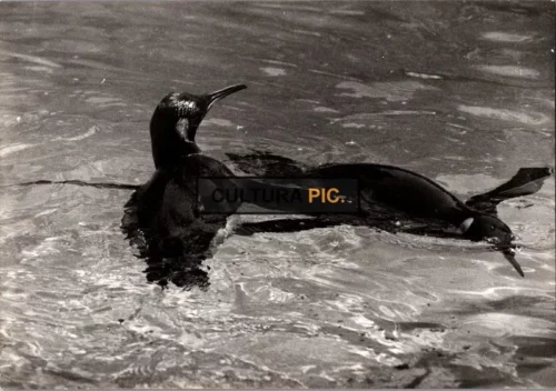 Vintage Original B&W Photo, an African Penguin
