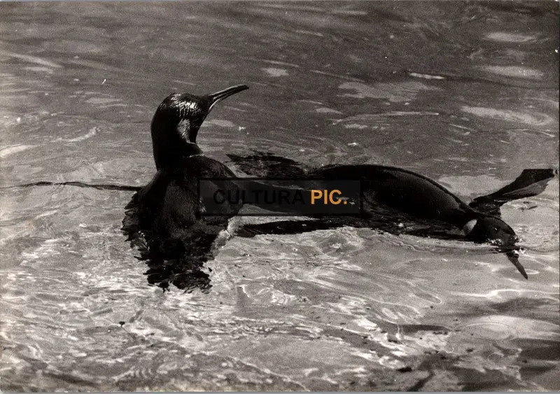 Vintage Original B&W Photo, an African Penguin