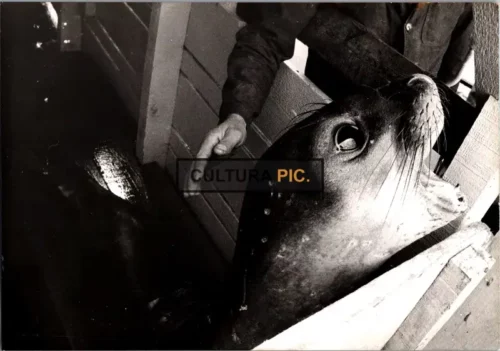 Vintage Original B&W Photo, an Animal Called Sea Lion