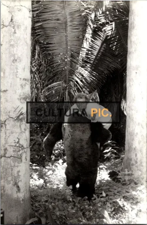 Vintage Original B&W Photo, Pierre Richard in "La Chèvre" by Francis Veber - 1981