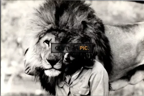Vintage Original B&W Photo, Noel Marshall in "Roar" Directed by Noel Marshall - 1981
