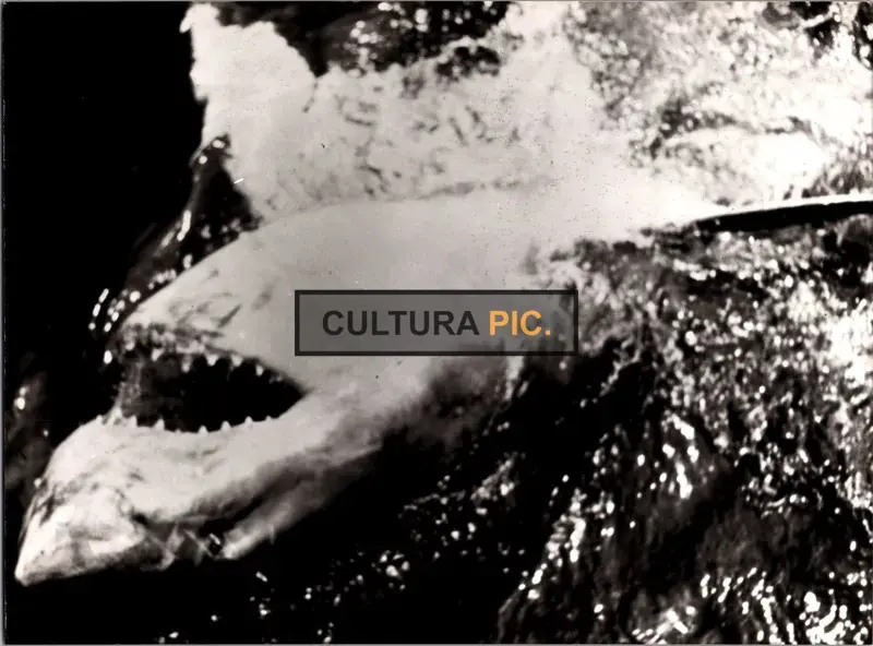 Vintage Original B&W Photo, a Killer Shark in "Jaws" Directed by Steven Spielberg - 1975