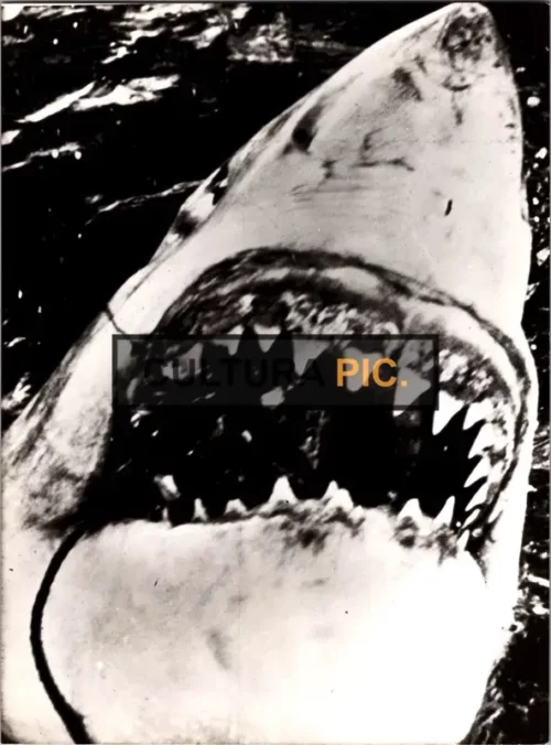 Vintage Original B&W Photo, a Killer Shark in chasing its first victiem in "Jaws" Directed by Steven Spielberg - 1975