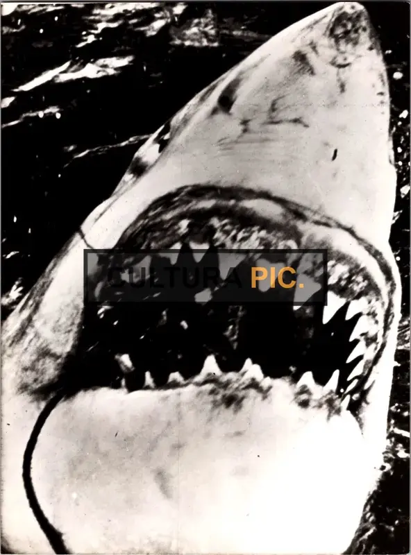Vintage Original B&W Photo, a Killer Shark in chasing its first victiem in "Jaws" Directed by Steven Spielberg - 1975