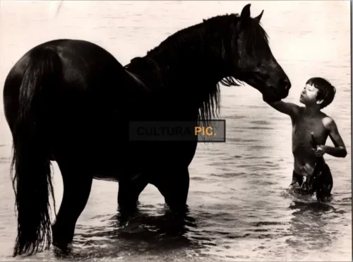 Vintage Original B&W Photo, a Black Horse in "The Black Stallion" by Carroll Ballard - 1979