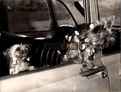 Vintage Original B&W Photo, a Yorkshire Terrier Dog - 1935