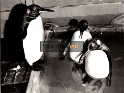Vintage Original B&W Photo, Penguins in a Zoo, photo by Marseille - 1970