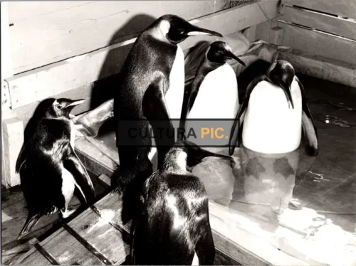 Vintage Original B&W Photo, Penguins in a Zoo, photo by Marseille - 1970