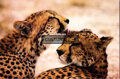 Vintage Original Photo, South African Cheetah by Photoguide Kenya - 2007