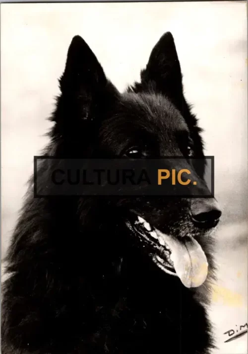 Vintage Original B&W Photo, a Dog Called "Groenendael" - 2000