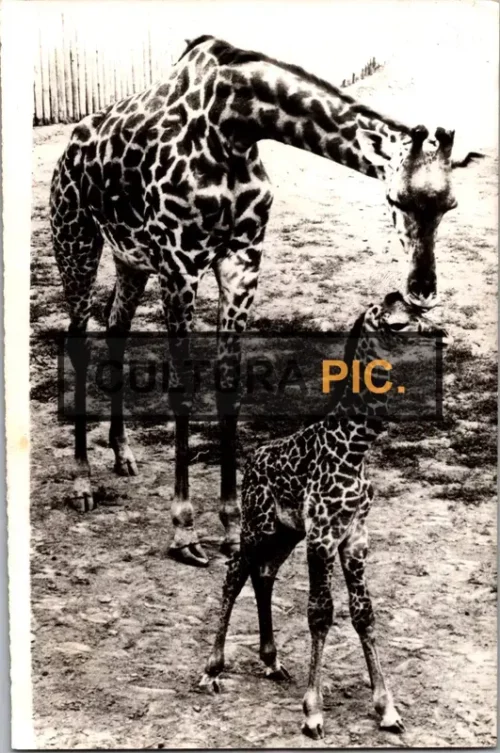 Vintage Original B&W Photo, The New Born Giraffe at The Swope Park Zoo - 1965