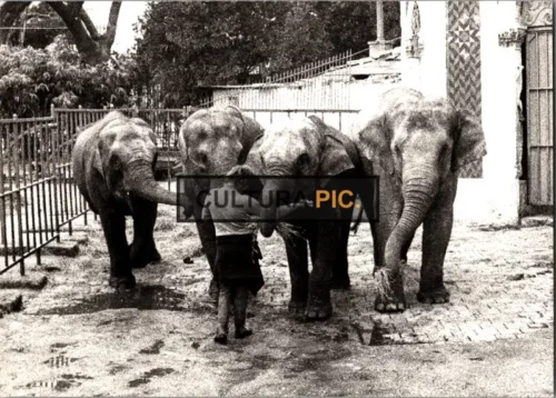 Vintage Original B&W Photo, The Elephant at the Zoo - 1974