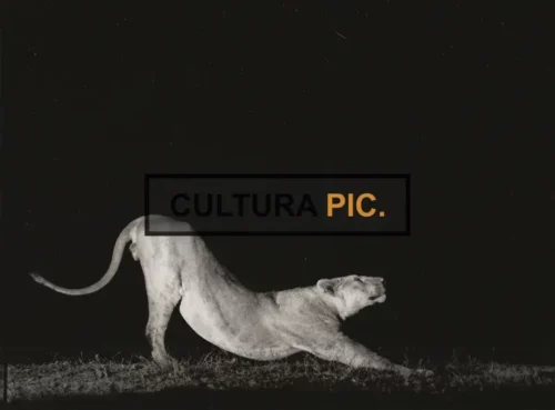 Vintage Original B&W Photo, a Lioness in "La griffe et la dent" by François Bel and Gérard Vienne  - 1976