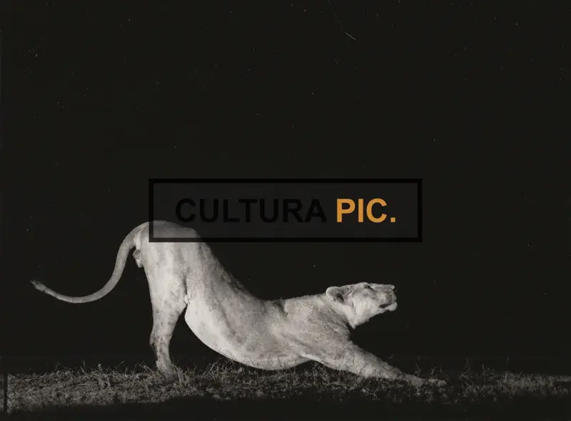 Vintage Original B&W Photo, a Lioness in "La griffe et la dent" by François Bel and Gérard Vienne - 1976