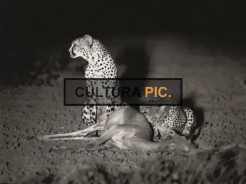 Vintage Original B&W Photo,  Cheetahs after a Hunt in "La griffe et la dent" by François Bel and Gérard Vienne  - 1976