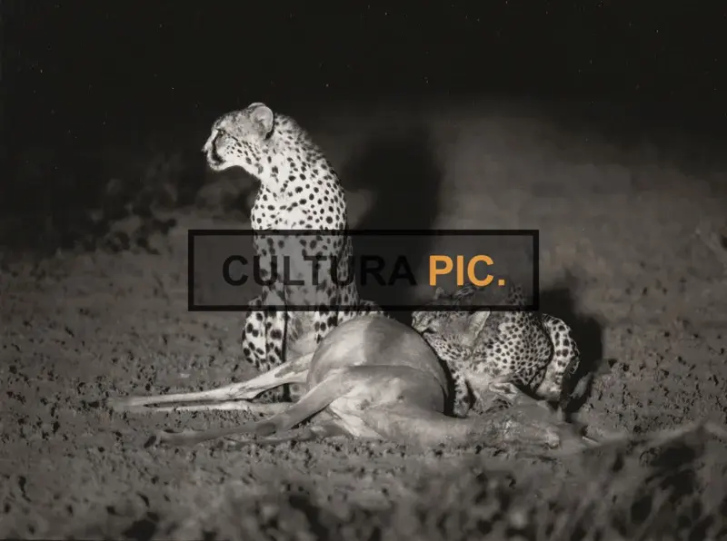 Vintage Original B&W Photo, Cheetahs after a Hunt in "La griffe et la dent" by François Bel and Gérard Vienne - 1976