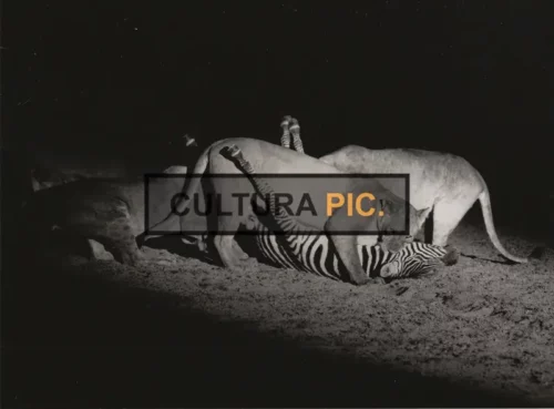 Vintage Original B&W Photo, a Pride of Lioness  in "La griffe et la dent" by François Bel and Gérard Vienne  - 1976