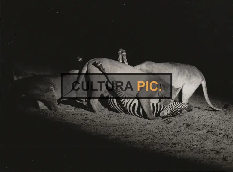 Vintage Original B&W Photo, a Pride of Lioness in "La griffe et la dent" by François Bel and Gérard Vienne - 1976