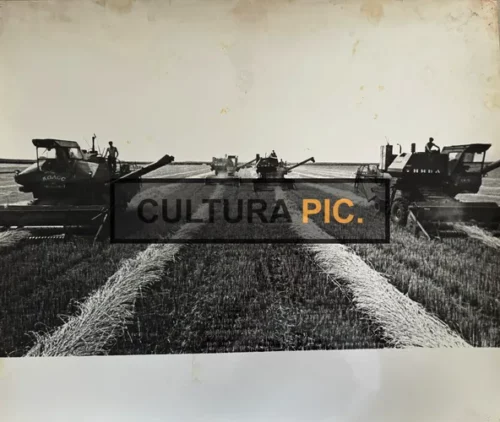 Vintage Original B&W Photo, Harvesting in the Kolhoze "Soviet Ukraine" - 1917